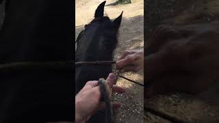 Teaching someone to ride Shareef