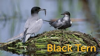 Black Tern: Marsh Seabird