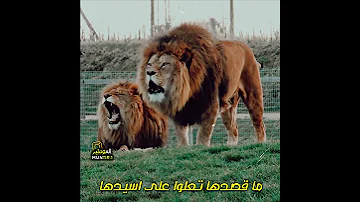 لا تأسفن على غدر الزمان لطالما رقصة على جثث الأسود كلاب حالات واتس اب تسجيل دخول فخم 