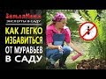 Как легко избавится от муравьев. Безопасно для детей и животных. Быстро и красиво.