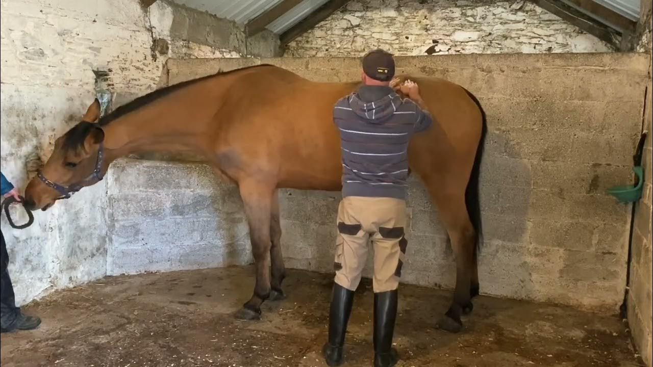 Conor Roberts Equine Sports Massage Therapy Case Study ROMEY conor-roberts-equine-sports-massage-therapy-case-study-romey