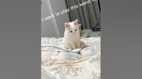 How It Works: Cat Wand Toy