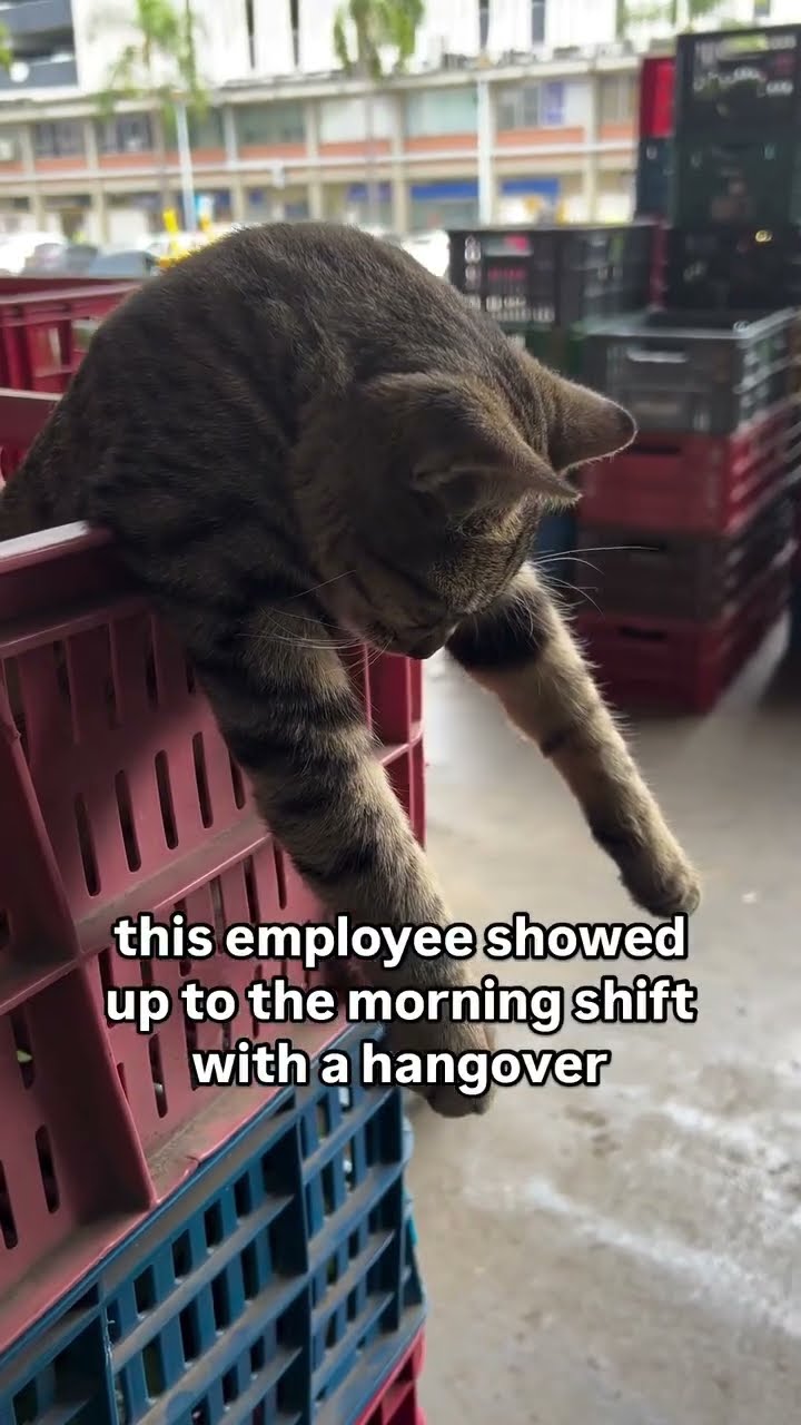 They Kittyo was like aw what a shift fr