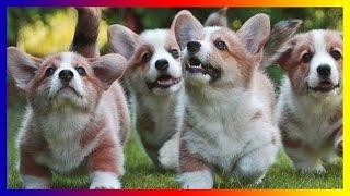 Funny Corgi Pupuies  Fluffiest Pets | Puppies and Dogs