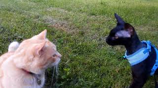Котопёс Марсель, донской сфинкс (но не голая крыса) Котопёс Марсель, донской сфинкс (но не голая крыса)