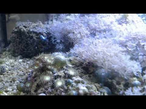Phil Novack-Gottshall Live Stream