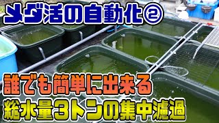 【メダ活の自動化】大タライ５０本の大連結水槽で集中濾過　規模を問わず誰でもできるので便利です