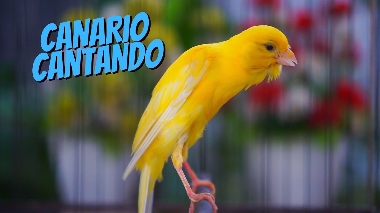 Canto do Canário Belga para Esquentar: Em 03 Minutos seu Canário vai Abrir o Bico!