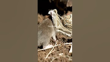 Rắn độc bắt mồi như thế nào #shortvideo #snake #thưgiãn #animals
