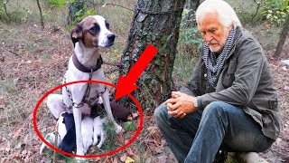 Егерь нашёл в лесу привязанную собаку со щенками. Подойдя к ней ближе, он чуть не потерял дар речи.