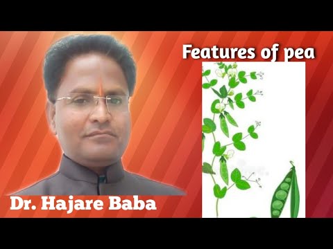 Pisum sativum L. (Sweet pea) Explained by .Dr. Hajare Baba