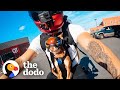 These chihuahuas love going on motorcycle rides with dad  the dodo little but fierce