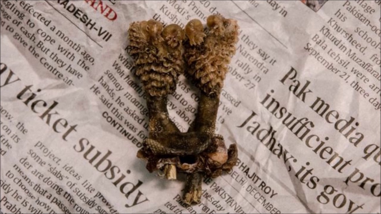 Dried lizard penises from India sold as good luck charms