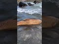 #sushilife #troutfishing #carpfishing #trout #movie #fish #fishing #netflix #film