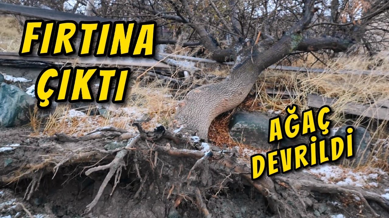 Fırtına'da AĞAÇ DEVRİLDİ şiddetli rüzgar, Dolu ve Kar yağdı.. #fırtına