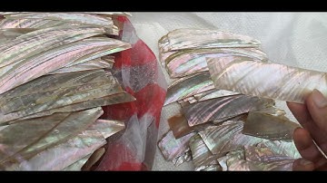 sự khác nhau của khẩu và ốc xà cừ đỏ | @dogonoithatdoanhsang