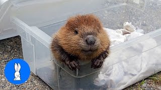 Eager Baby Beavers Eating Timber Cutest Compilation Youtube