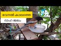 വേനൽകാലത്ത് ദാഹം മാറ്റാൻ പക്ഷികൾക്ക് ജലം #birds #bird