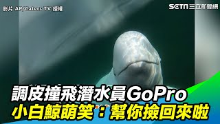 調皮撞飛潛水員GoPro　小白鯨叼回萌笑幫你撿回來啦三立新聞網SETN.com