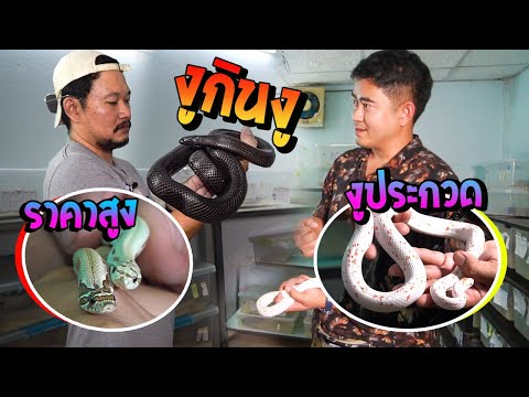 สุดยอดงู เกรดประกวด ศรีบุญชูฟาร์ม 3