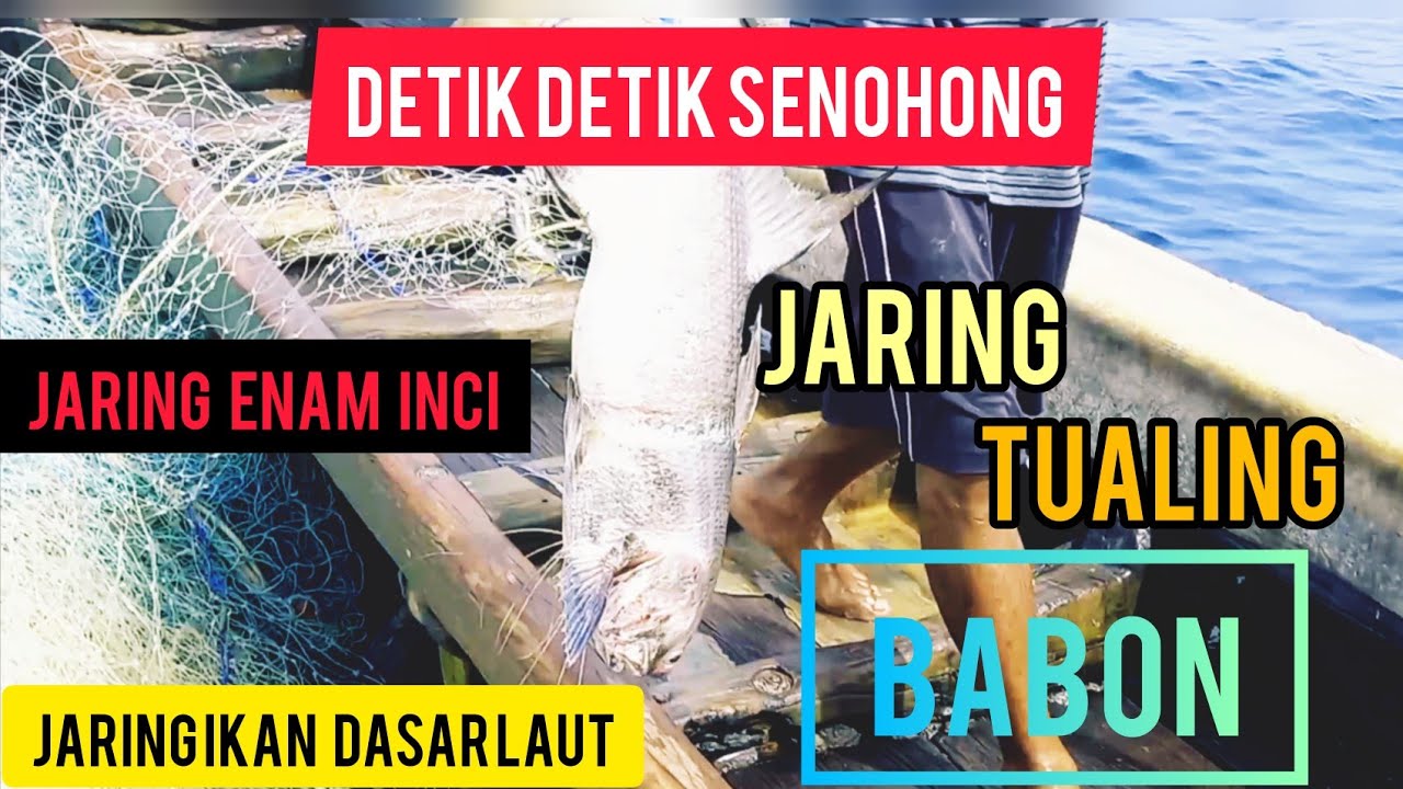 Detik detik Senohong (kurau), Grotang (Krapu)  & Jenaha babon di eksekusi ke atas kapal (GILL NET)