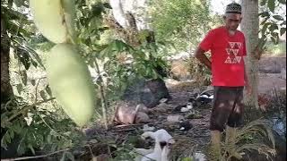Penternak Itik Nila @ Itik Serati Berjaya Menternak Lebih 200 Ekor..