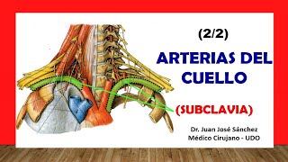 🥇 ARTERIA SUBCLAVIA Y SUS RAMAS, ¡Fácil y Sencillo!