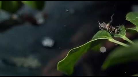 رَبَّنَا مَا خَلَقْتَ هَذا بَاطِلاً سُبْحَانَكَ تلاوة القارئ محمد سمير