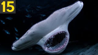 TOP 15 Amazing Shark Species