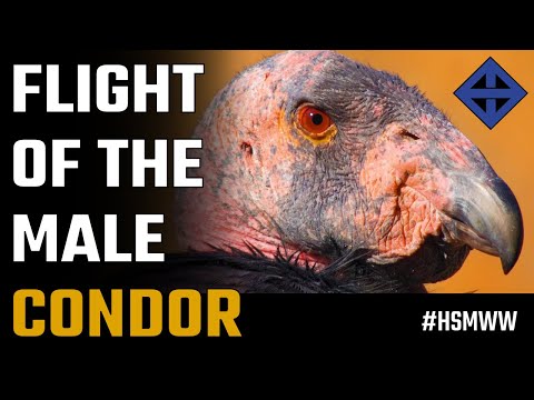 Happy ending ~ Flight of the male condor