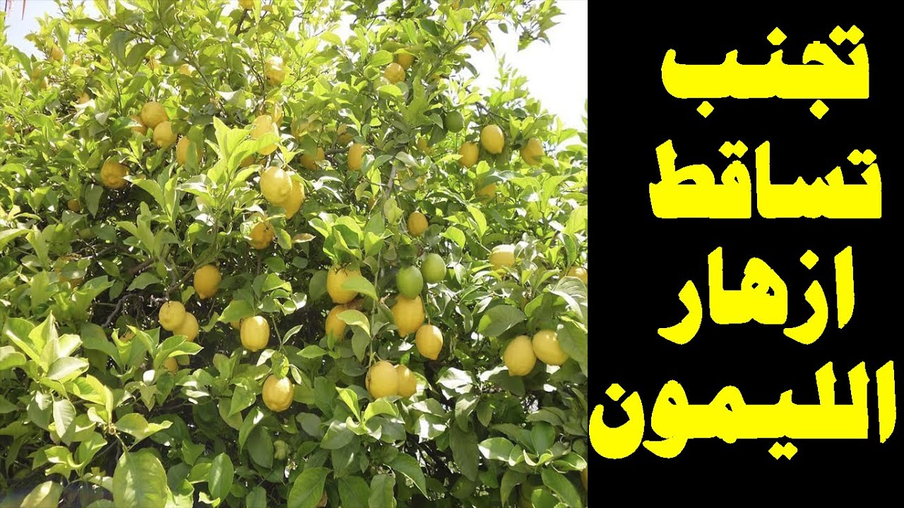 تساقط ازهار الليمون والحمضيات وطرق الوقاية منها