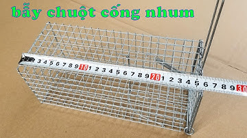 BÁN BẪY CHUỘT CỐNG NHUM, cập nhật mẫu bẫy mới, giao hàng toàn quốc