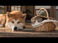 【秋田犬と子猫】怖がる子猫に秋田犬がとった行動が優しすぎた｜ゲンとモカ 第一話「はじめての日」