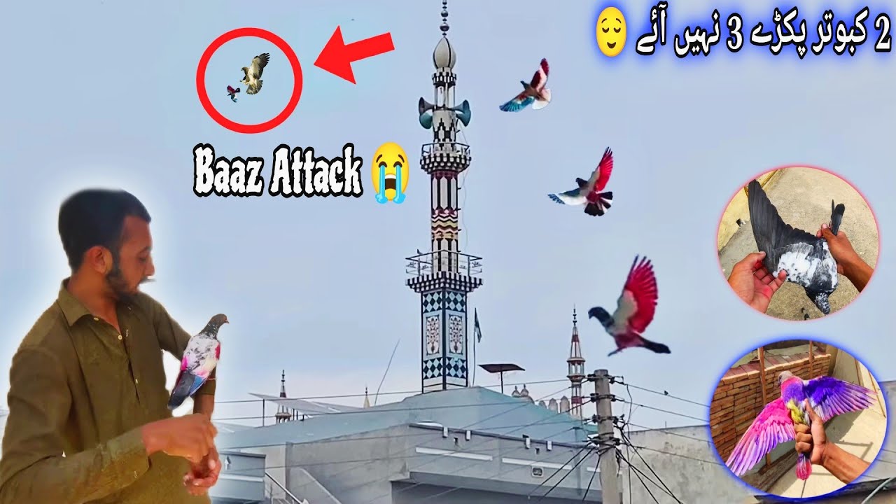 Dilawar Ne Baaz🦅 Se Kabutar Bcha Lia🥲