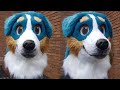 how to make a toony fursuit dog (bernesenner) head mask diy