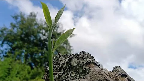 老挝古树茶，原生态高端健康茶它产量稀少而珍贵 - 天天要闻