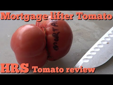Video: Šta su rajčice hipotekarnog podizača: kako uzgajati biljke paradajza hipotekarnog podizača