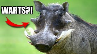Warthog Facts: WHY the WARTS? 🐖 Animal Fact Files