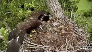 Decorah Eagles 6-6-23, 5:20 pm DH2 hopping & flapping, rail to rail