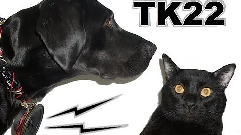 Talking Kitty Cat 22- Dogs Can't Talk