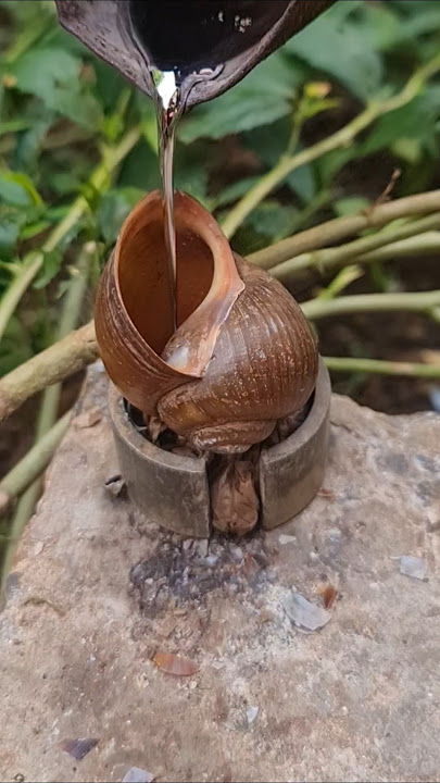 Aluminum snail shell casting art. #Shorts #viralvideos #reels #hangseanghong