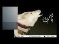 ياذيب ليش جاذب الصوت مع تحيات ابن البيضاء ياذيب ليش جاذب الصوت مع تحيات ابن البيضاء