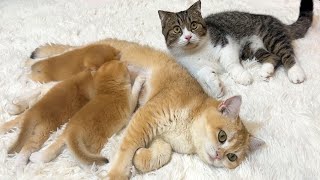 A happy cat family | The father cat is always beside the mother cat and her children. by KITTENS CUTE 19,574 views 9 months ago 1 minute, 41 seconds