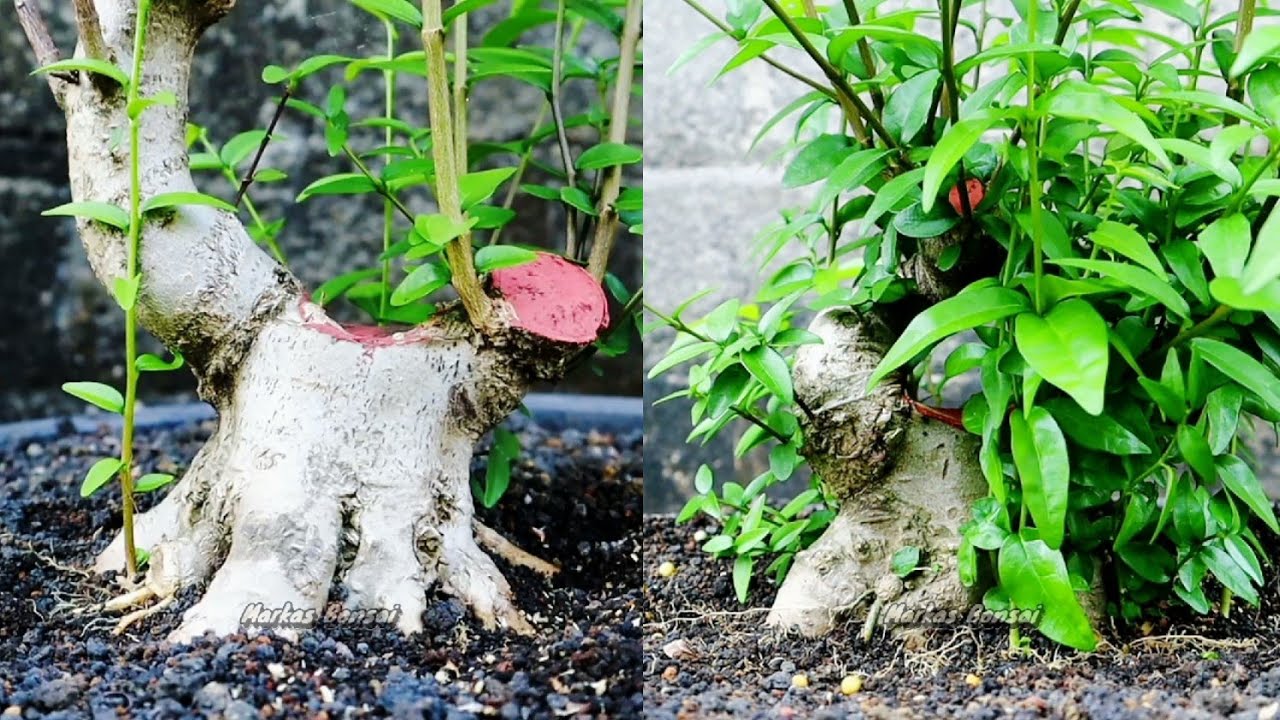 SAMA JENIS BEDA KONSEP 