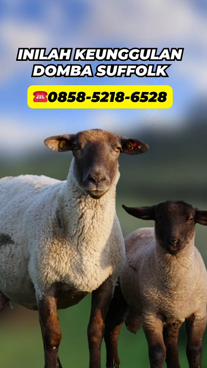 Inilah Keunggulan Domba Suffolk #sheep #dombasuffolk