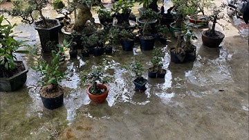 Ngày 11/12 lh 0775043679 gl ae các loại cây cảnh giá bao ship 