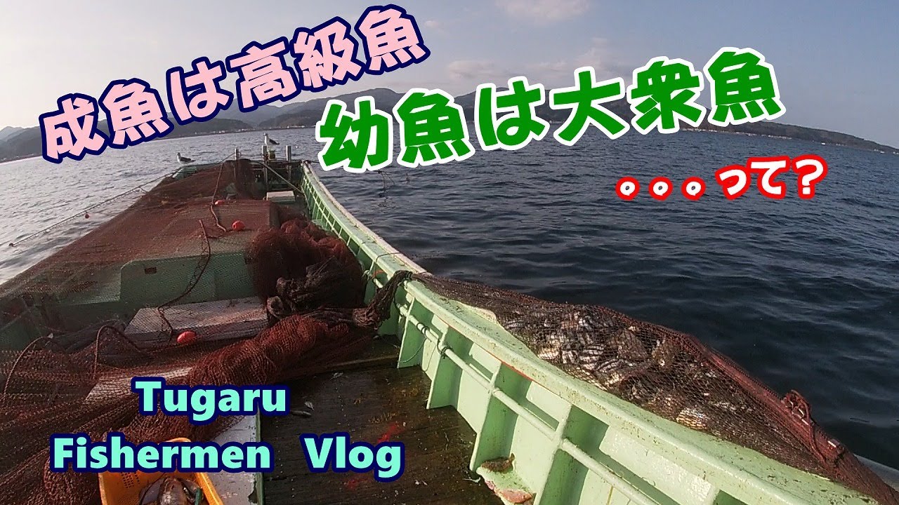 [2022津軽底建て網漁]成魚は高級魚、幼魚は大衆魚ってなんだ？秋11月～12月は広福丸船頭おすすめのお魚がこれ！#広福丸 #漁師メシ#漁師