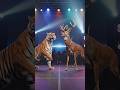 tiger 🐅🐅 vs deer 🦌🎄 #youtubeshorts #shorts #tiger  #deer