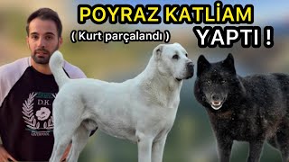 Alabai Kurt Köpeğini PARÇALAMIŞ ! LİDERLİK SAVAŞI !