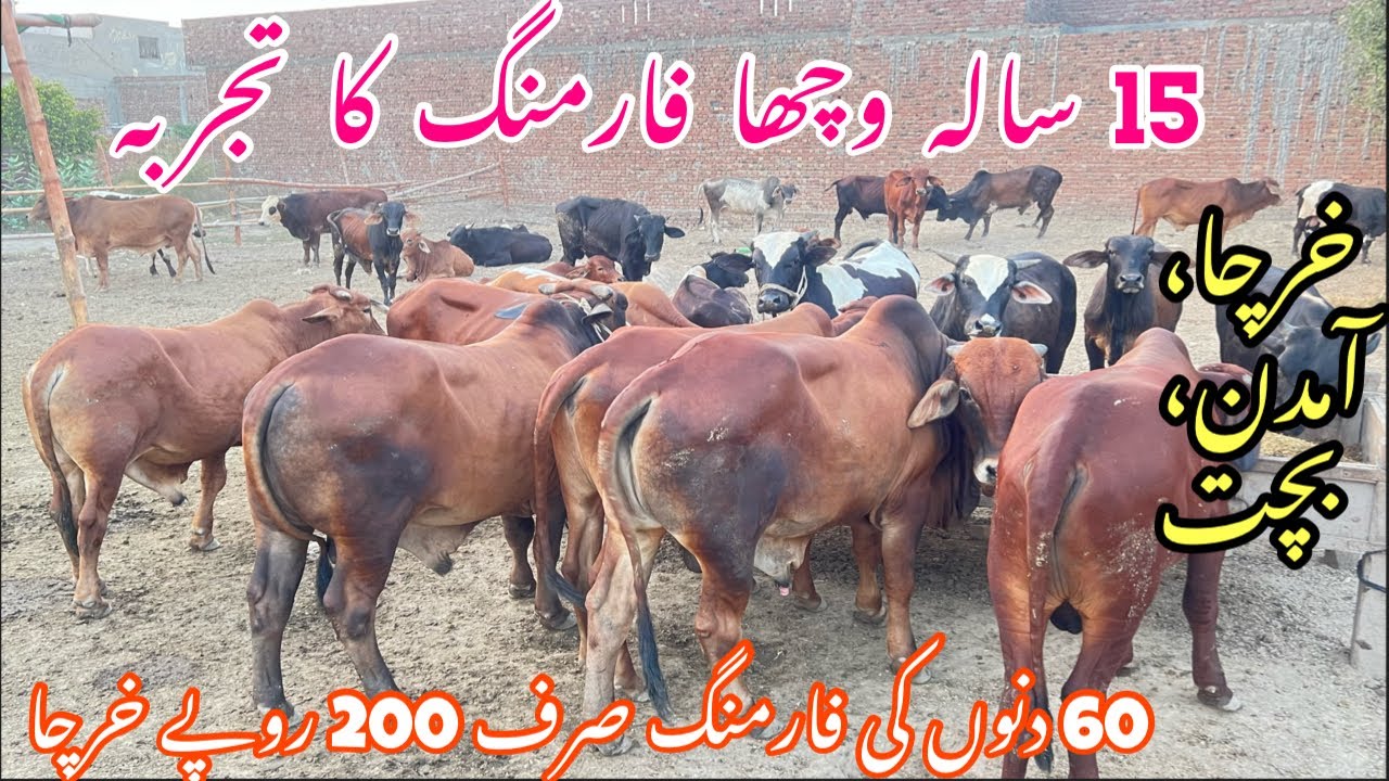 15 Years Experience Bachra (vacha) Farming in Pakistan || Business talks official